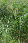 Woodland bulrush